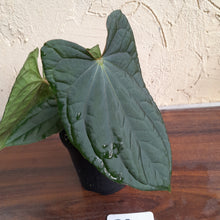 Load image into Gallery viewer, #R2 Anthurium Dark Complex x Luxurians - With Pup