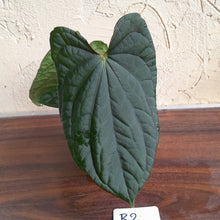 Load image into Gallery viewer, #R2 Anthurium Dark Complex x Luxurians - With Pup
