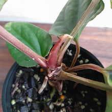 Load image into Gallery viewer, #R2 Anthurium Dark Complex x Luxurians - With Pup