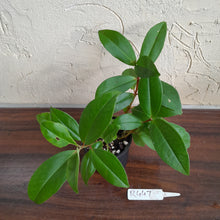 Load image into Gallery viewer, #R447 Medinilla Succulenta