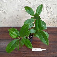 Load image into Gallery viewer, #R447 Medinilla Succulenta
