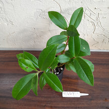 Load image into Gallery viewer, #R447 Medinilla Succulenta