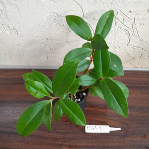 #R447 Medinilla Succulenta