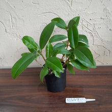 Load image into Gallery viewer, #R447 Medinilla Succulenta