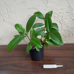 #R447 Medinilla Succulenta