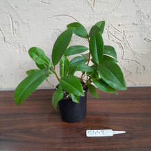 Load image into Gallery viewer, #R447 Medinilla Succulenta