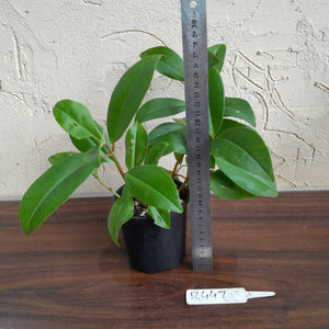 #R447 Medinilla Succulenta