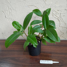 Load image into Gallery viewer, #R447 Medinilla Succulenta