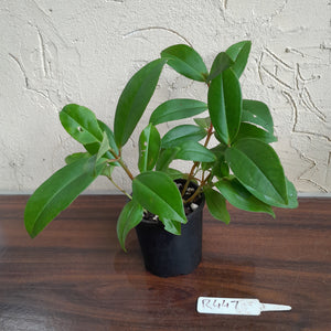 #R447 Medinilla Succulenta