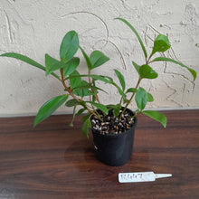 Load image into Gallery viewer, #R447 Medinilla Succulenta