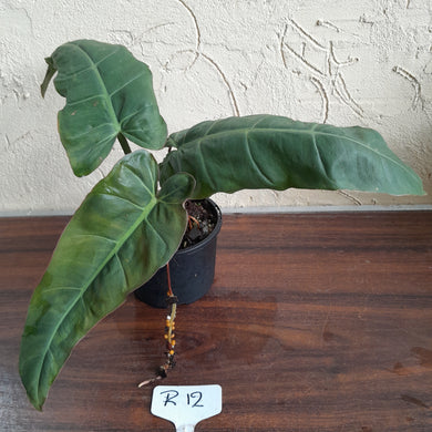 #R12 Philodendron Maximum