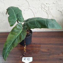 Load image into Gallery viewer, #R12 Philodendron Maximum