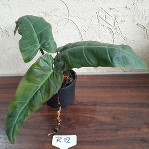 #R12 Philodendron Maximum