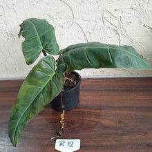 Load image into Gallery viewer, #R12 Philodendron Maximum