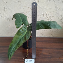 Load image into Gallery viewer, #R12 Philodendron Maximum