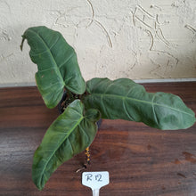 Load image into Gallery viewer, #R12 Philodendron Maximum