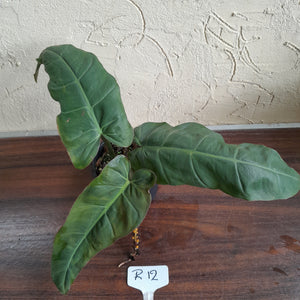 #R12 Philodendron Maximum