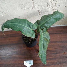 Load image into Gallery viewer, #R12 Philodendron Maximum