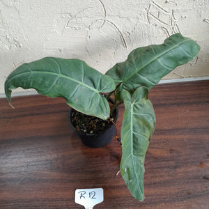 #R12 Philodendron Maximum