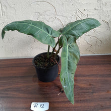Load image into Gallery viewer, #R12 Philodendron Maximum
