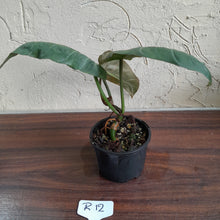 Load image into Gallery viewer, #R12 Philodendron Maximum