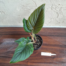 Load image into Gallery viewer, #R744 Philodendron Serpens