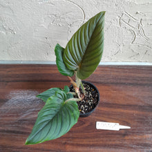 Load image into Gallery viewer, #R744 Philodendron Serpens