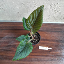 Load image into Gallery viewer, #R744 Philodendron Serpens