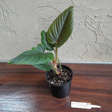 Load image into Gallery viewer, #R744 Philodendron Serpens