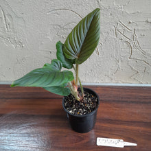 Load image into Gallery viewer, #R744 Philodendron Serpens