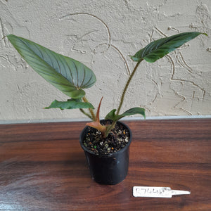 #R744 Philodendron Serpens