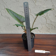 Load image into Gallery viewer, #R744 Philodendron Serpens