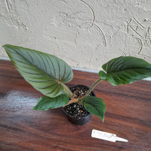 Load image into Gallery viewer, #R744 Philodendron Serpens