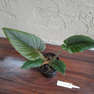 #R744 Philodendron Serpens