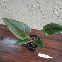 Load image into Gallery viewer, #R744 Philodendron Serpens
