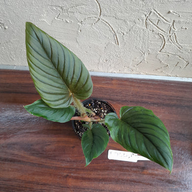#R744 Philodendron Serpens