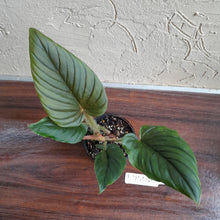 Load image into Gallery viewer, #R744 Philodendron Serpens