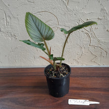 Load image into Gallery viewer, #R744 Philodendron Serpens