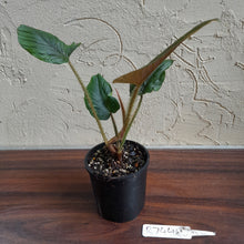 Load image into Gallery viewer, #R744 Philodendron Serpens