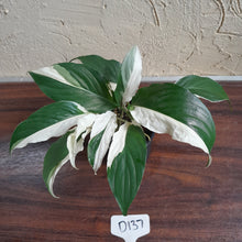 Load image into Gallery viewer, #D137 Two x Spathiphyllum Picasso