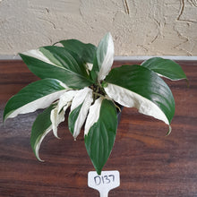 Load image into Gallery viewer, #D137 Two x Spathiphyllum Picasso