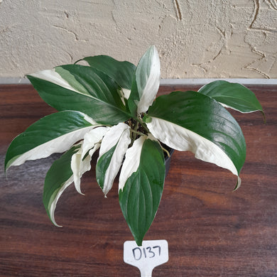 #D137 Two x Spathiphyllum Picasso