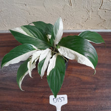 Load image into Gallery viewer, #D137 Two x Spathiphyllum Picasso