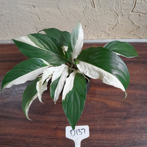#D137 Two x Spathiphyllum Picasso