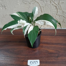 Load image into Gallery viewer, #D137 Two x Spathiphyllum Picasso