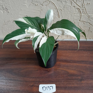 #D137 Two x Spathiphyllum Picasso