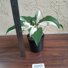Load image into Gallery viewer, #D137 Two x Spathiphyllum Picasso