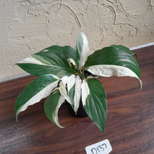 Load image into Gallery viewer, #D137 Two x Spathiphyllum Picasso