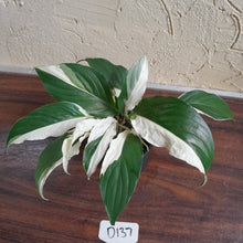 Load image into Gallery viewer, #D137 Two x Spathiphyllum Picasso