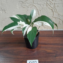 Load image into Gallery viewer, #D137 Two x Spathiphyllum Picasso